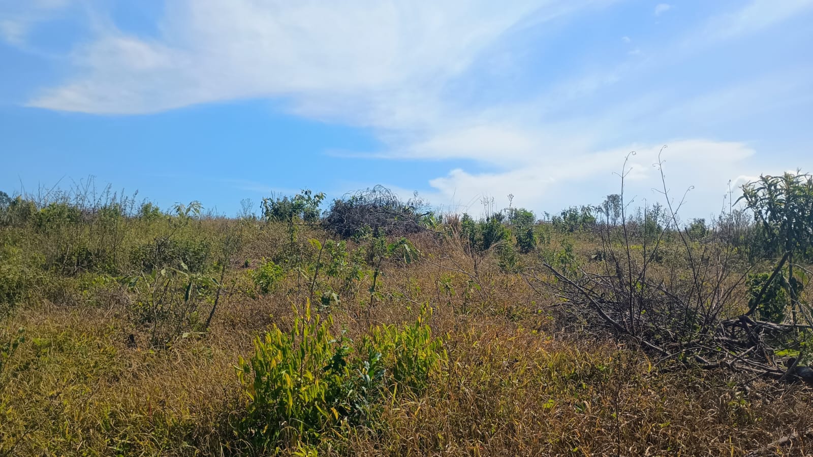 Área de terra em Capela de Santana