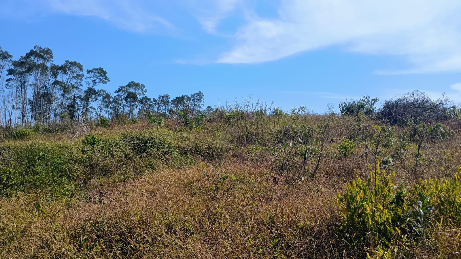 Área de terra em Capela de Santana