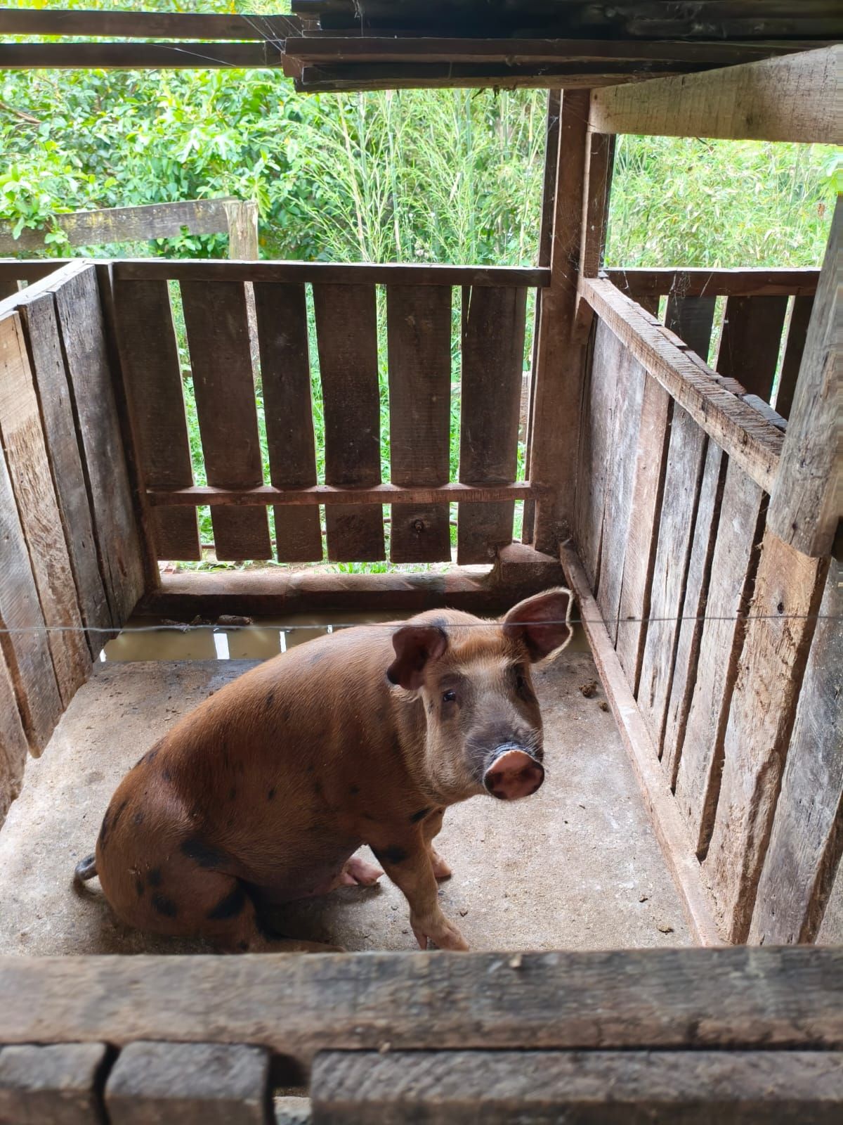 Chácara em São Sebastião do Caí