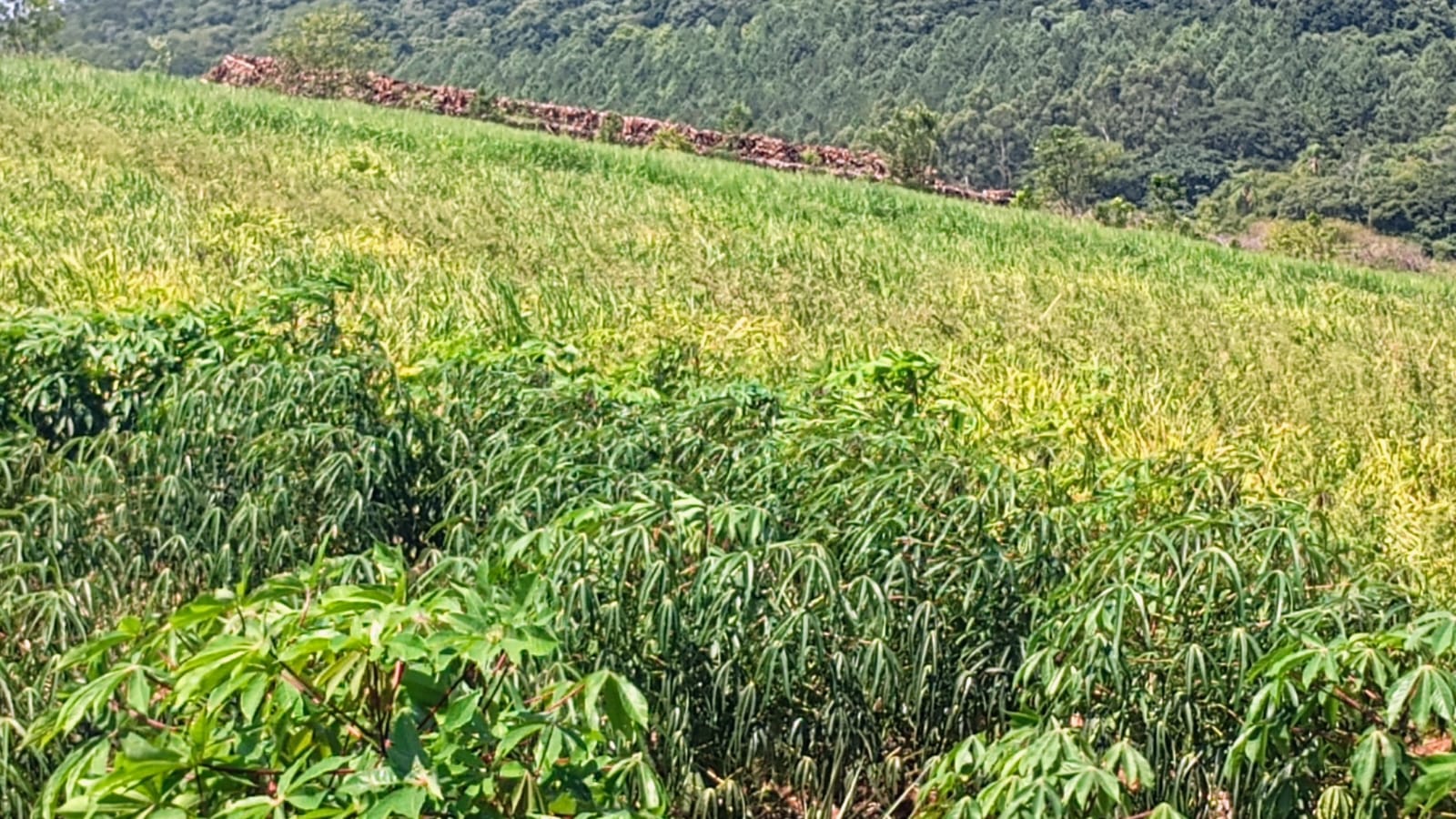 Área de terra em Capela de Santana