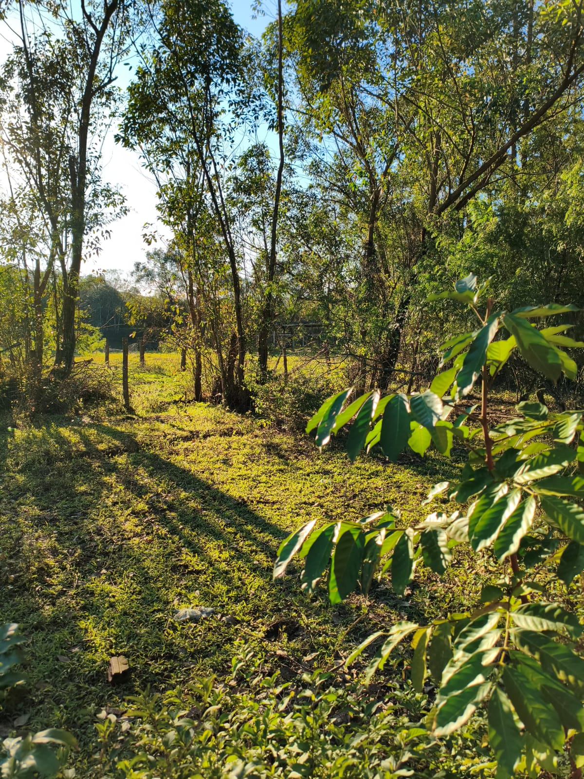 Terreno em Capela de Santana