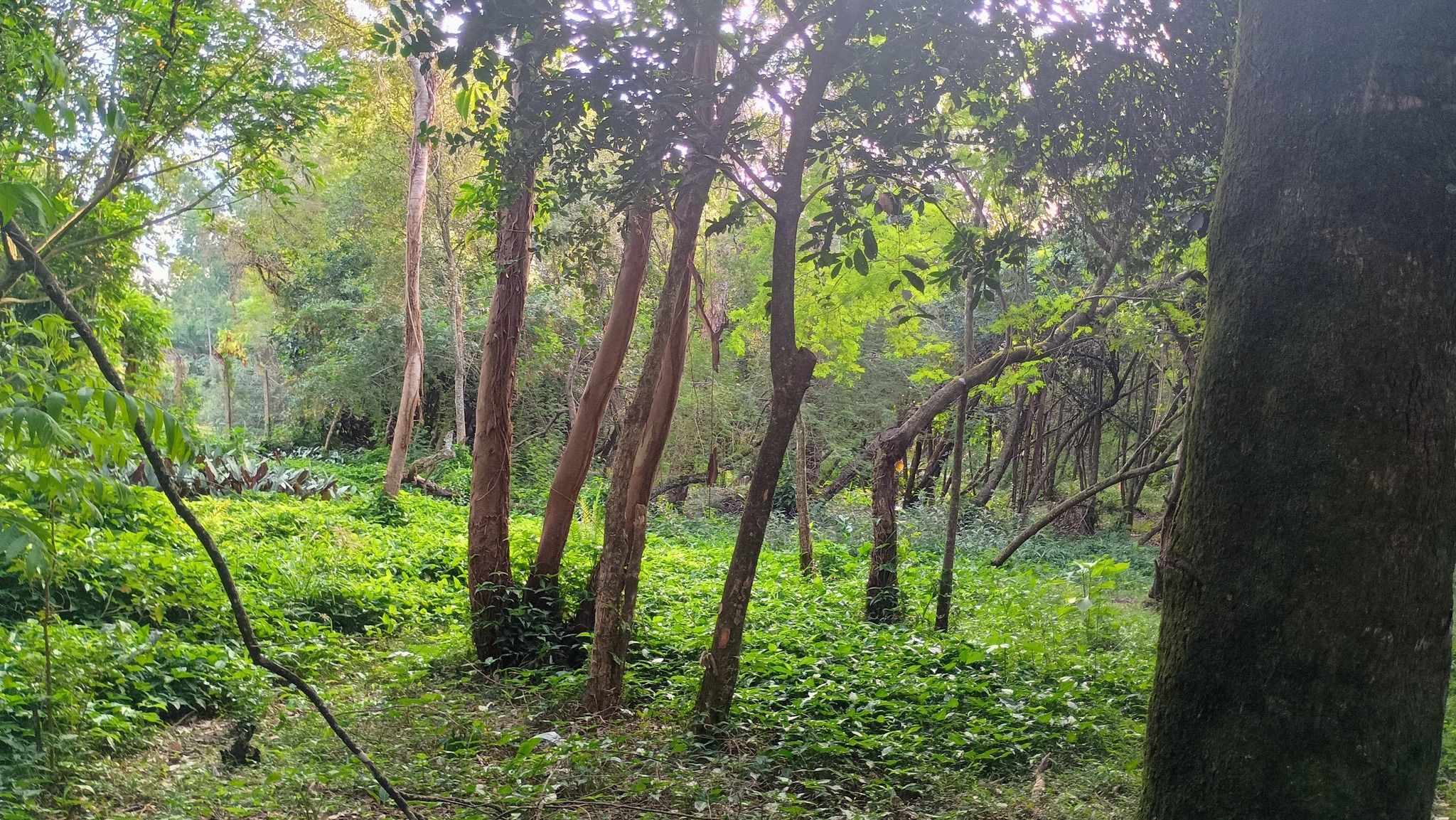 Área de terras em Estância Velha