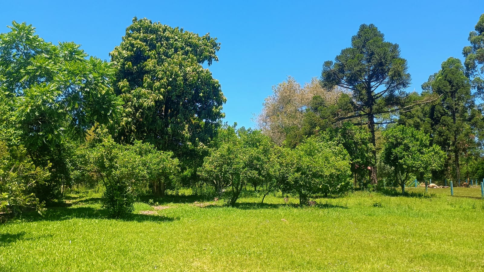 Chácara com duas casas em Capela de Santana