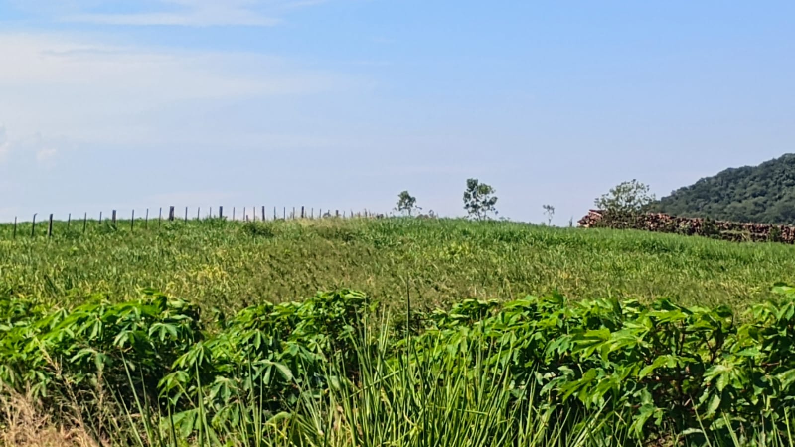 Área de terra em Capela de Santana