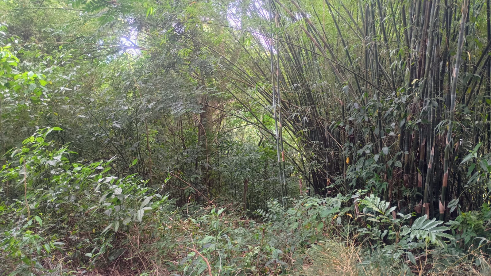 Excelente terreno comercial em Portão (RS-122)