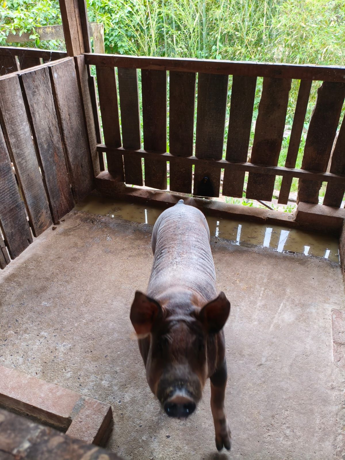 Chácara em São Sebastião do Caí