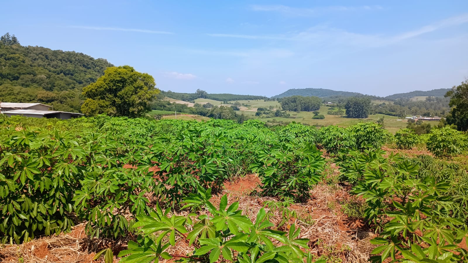 Área de terra em Capela de Santana