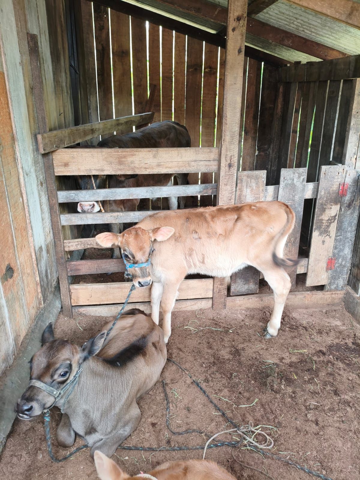 Chácara em São Sebastião do Caí