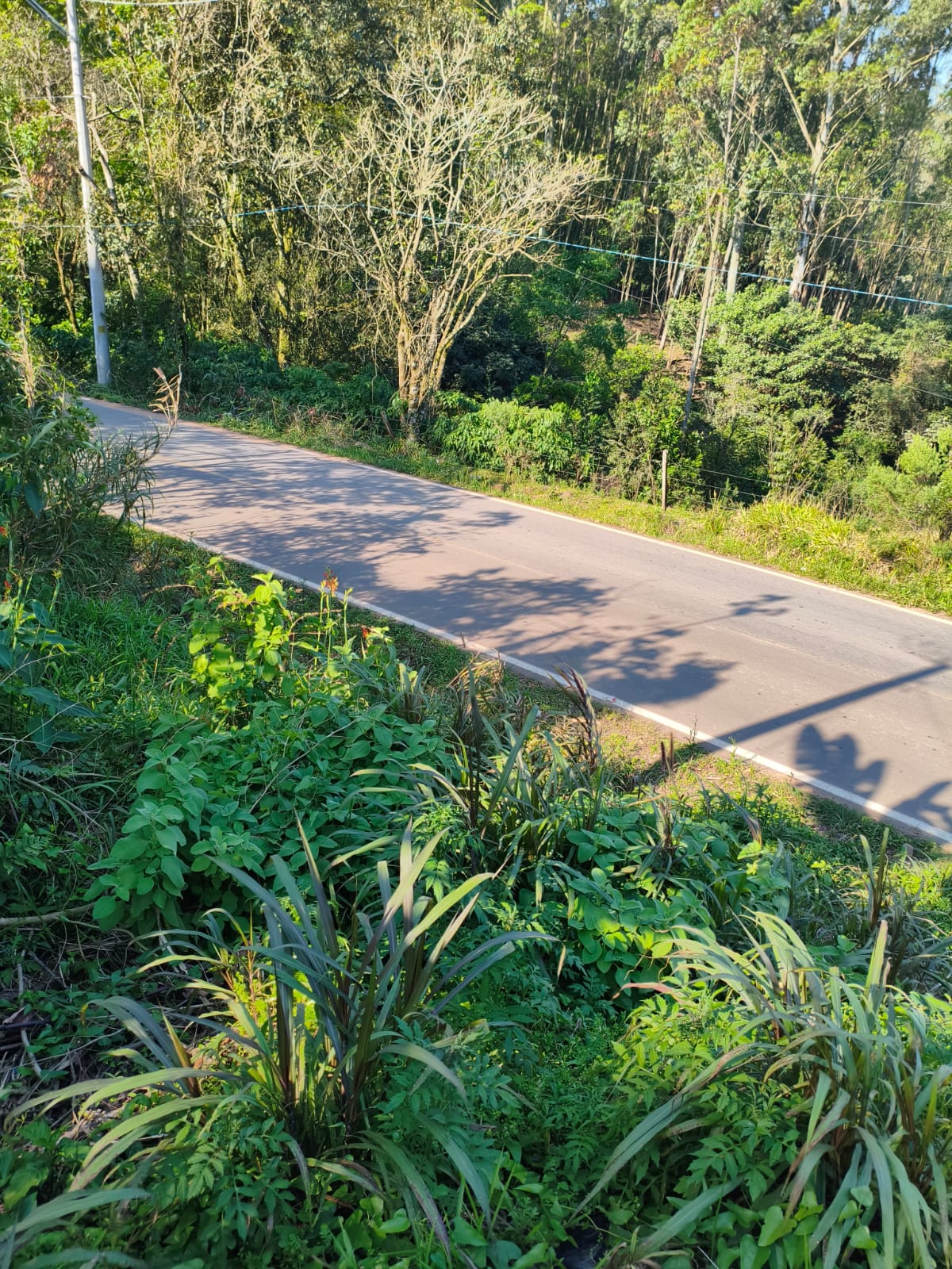 Terreno Rural em Portão