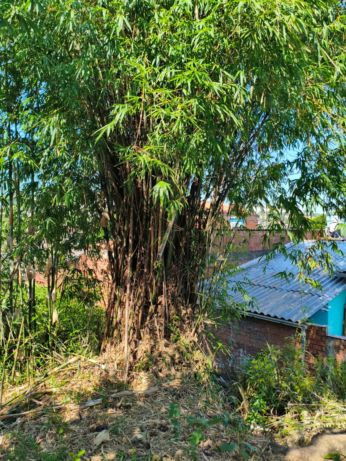 Casa em Novo Hamburgo