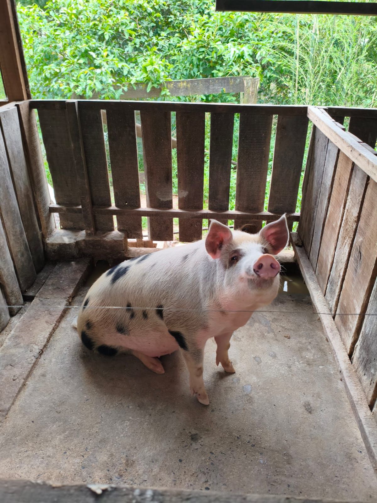 Chácara em São Sebastião do Caí