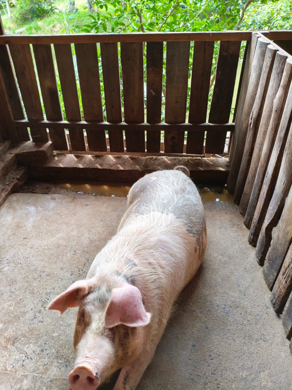 Chácara em São Sebastião do Caí