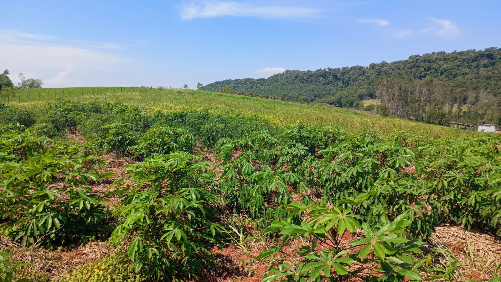 Área de terra em Capela de Santana