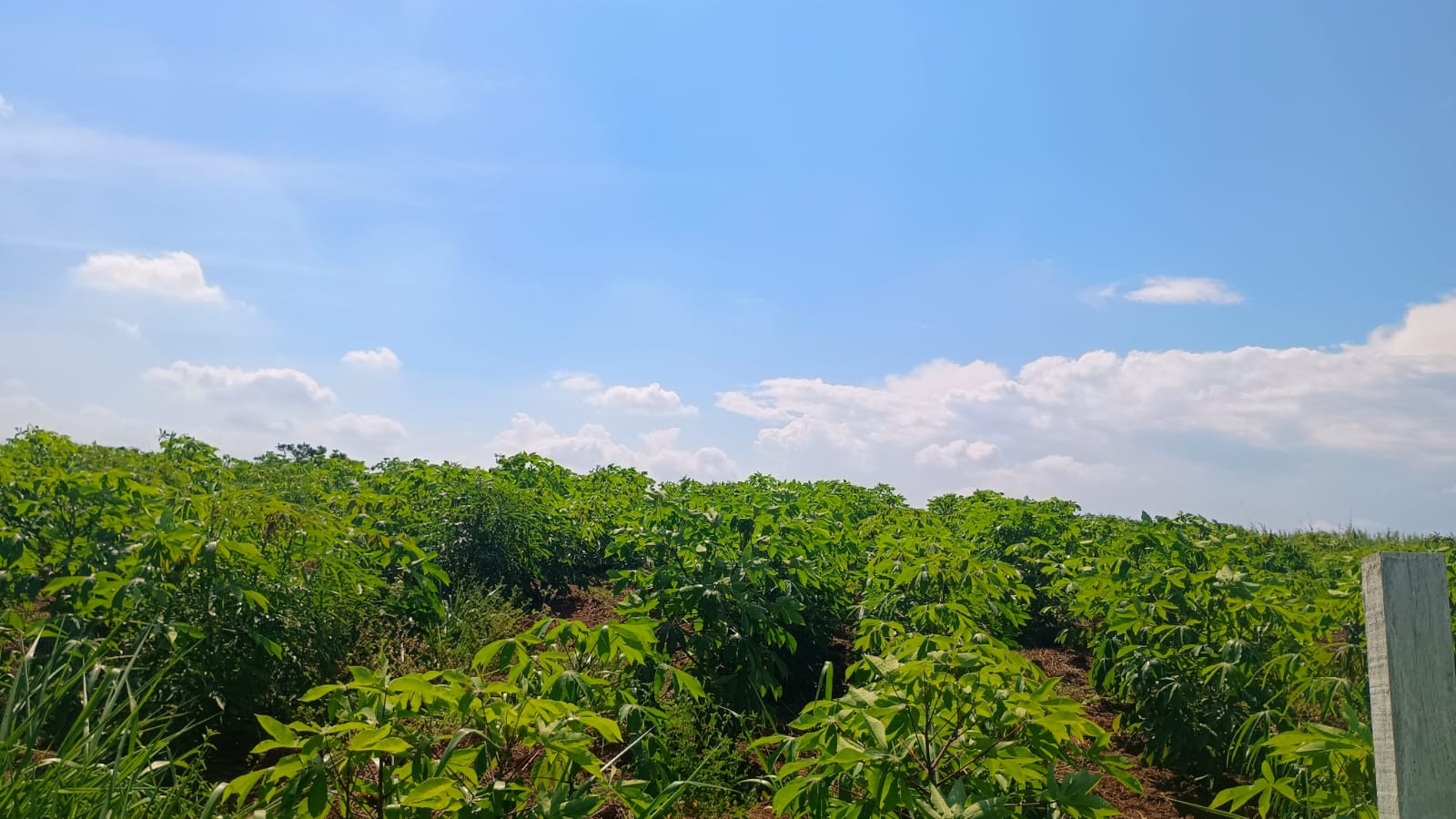 Área de terra em Capela de Santana