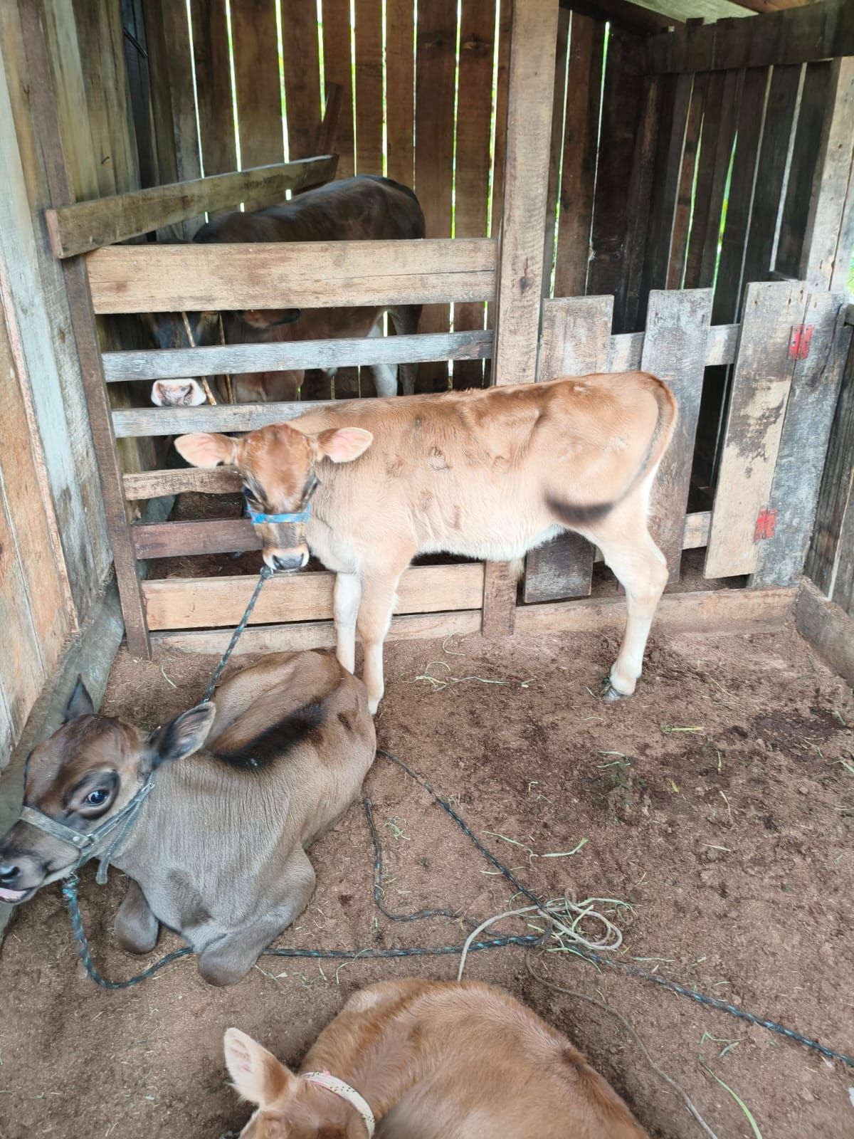 Chácara em São Sebastião do Caí